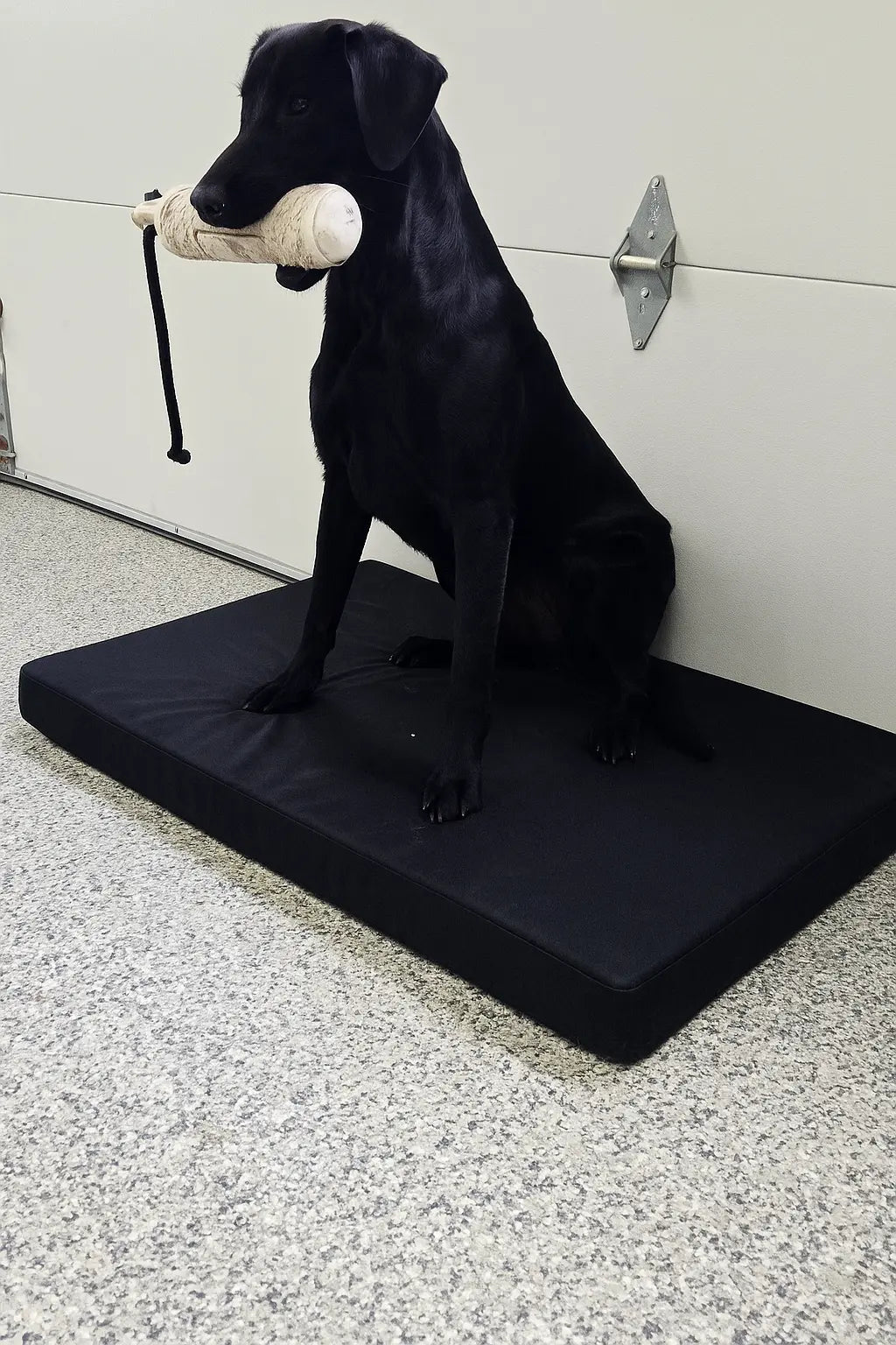 RigidRover Dog Bed - Black RigidRover