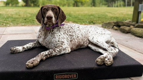 RigidRover Dog Bed - Black