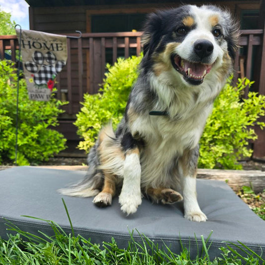 The Best Dog Bed for Hot Summer Days!